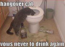 cat hangover 1.jpg