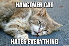 cat hangover 2.jpg